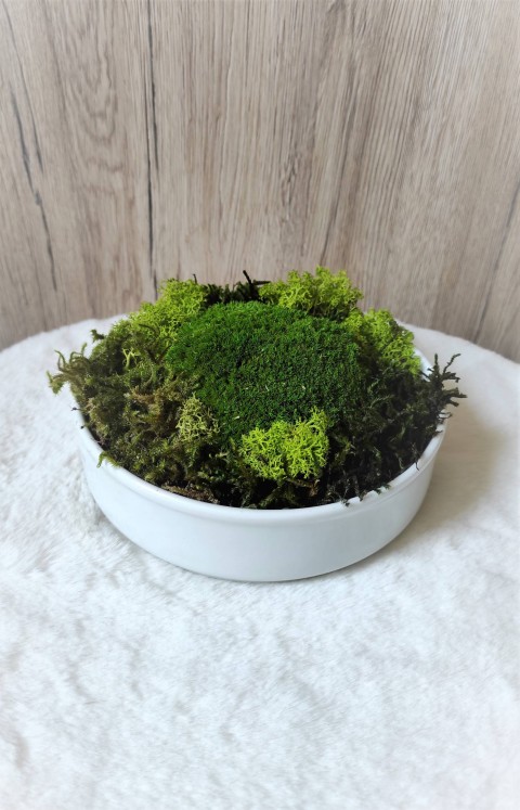 Mechová dekorace v keramické misce dekorace dárek keramika zelený interiér bílá příroda přírodní miska keramická mechová mech natural stylový severský nature trvanlivý skandinávský lišejník bezúdržbový moss 