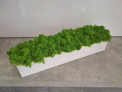 Mechový obraz, strom života, 30 cm