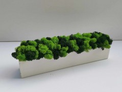 Mechový obraz, strom života, 30 cm