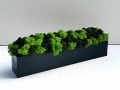 Mechový obraz, strom života, 30 cm