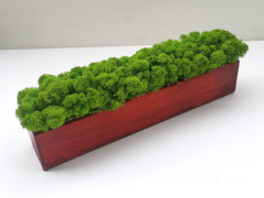 Mechový obraz, strom života, 30 cm