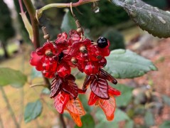 Čtyřlístkové náušnice - S.Steel