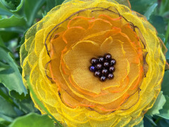 Čtyřlístkové náušnice - S.Steel