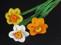 Korálkové narcisky